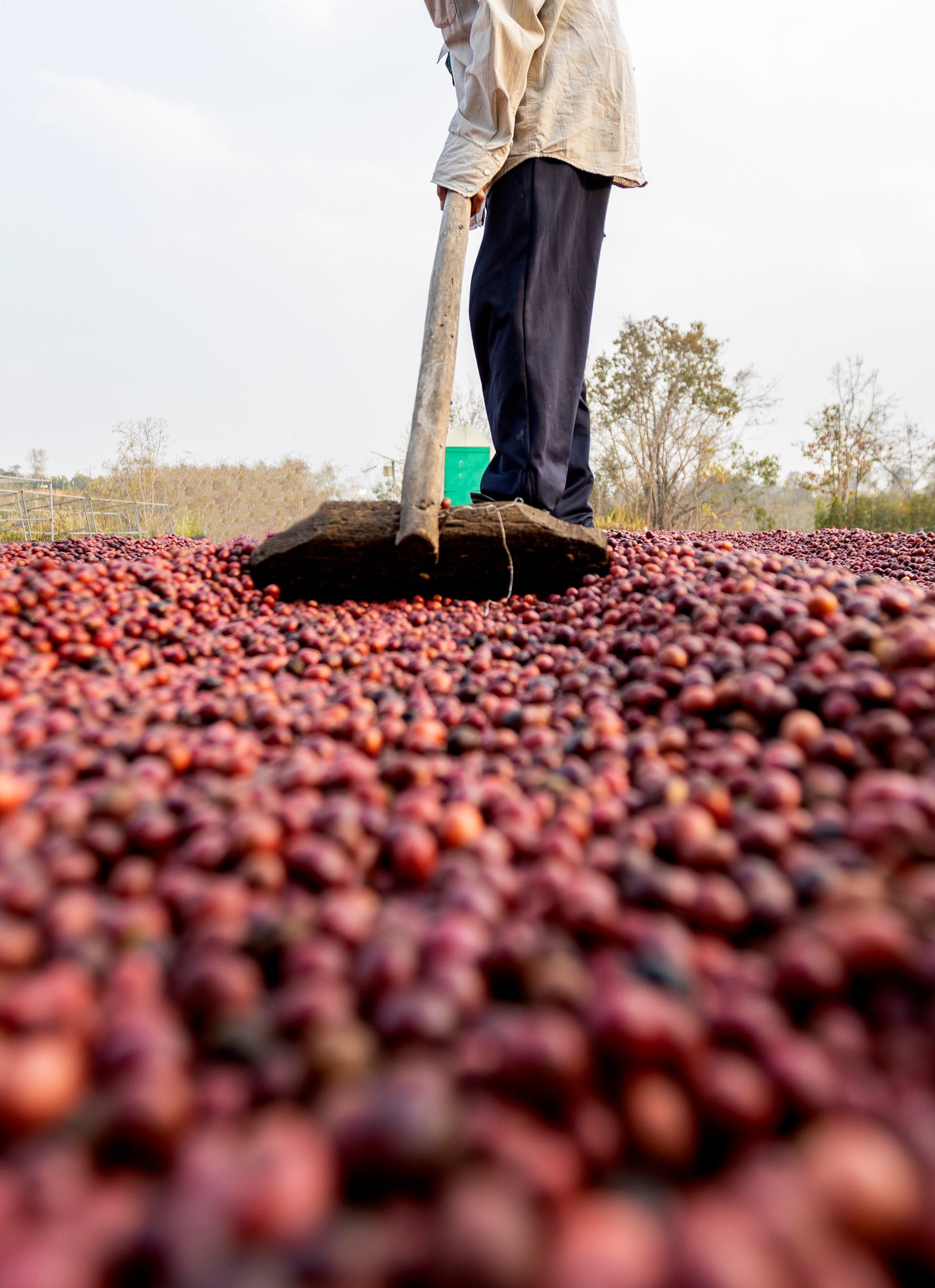 coffee-beans-drying-in-the-sun-coffee-plantations-2025-02-25-03-27-12-utc (1)